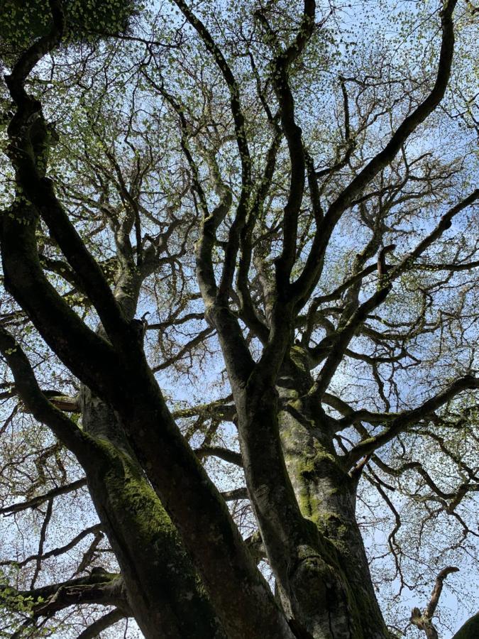Gite " Oree Des Bois" Vertolaye Eksteriør billede