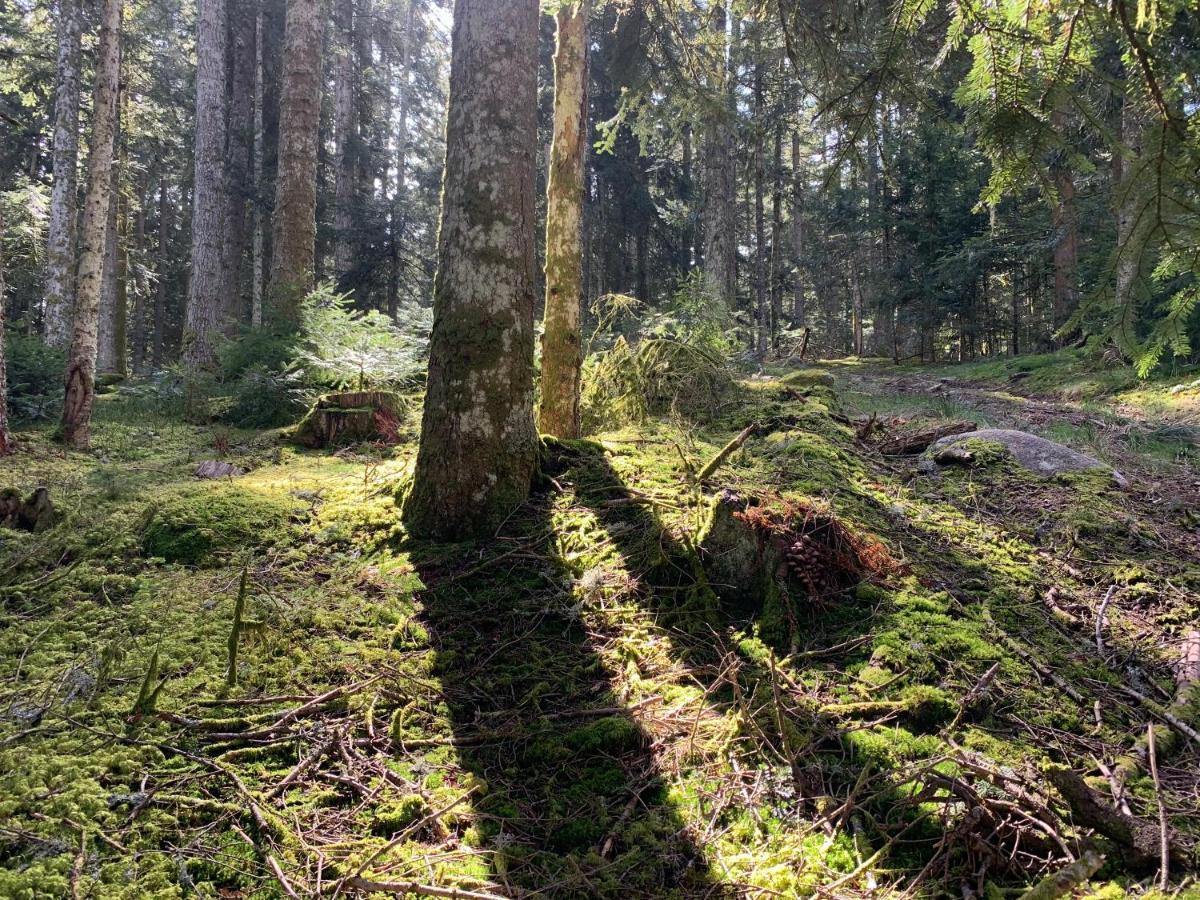 Gite " Oree Des Bois" Vertolaye Eksteriør billede