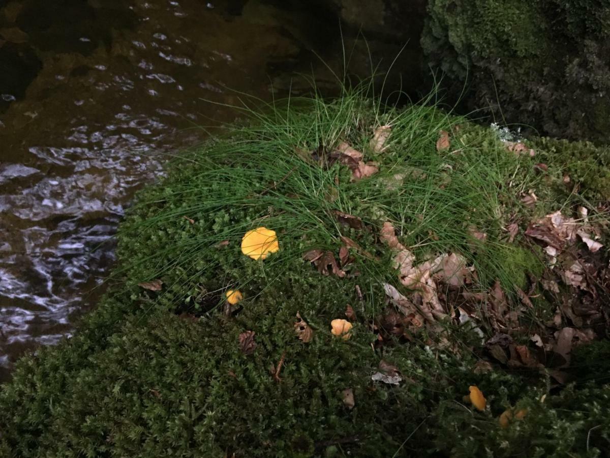 Gite " Oree Des Bois" Vertolaye Eksteriør billede